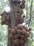 Durio graveolens